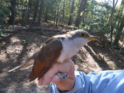 Cuckoo Yellow Billed ESVA 10-11 n.JPG