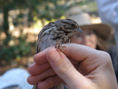 Sparrow Song ESVA 10-11 b.JPG