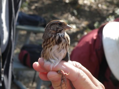 Sparrow Song ESVA 10-11 g.JPG
