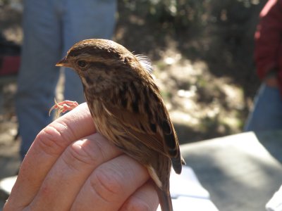 Sparrow Song ESVA 10-11a.JPG