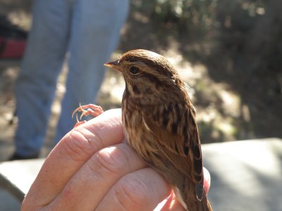 Sparrow Song ESVA 10-11b.JPG