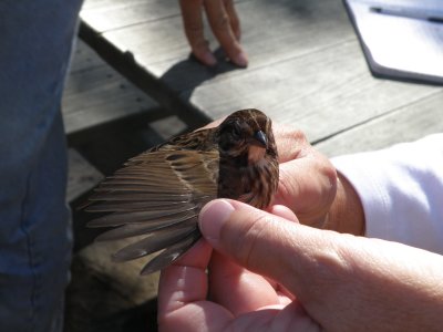 Sparrow Song ESVA 10-11d.JPG