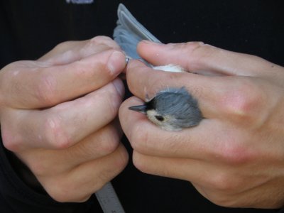 Titmouse ESVA 10-11 a.JPG