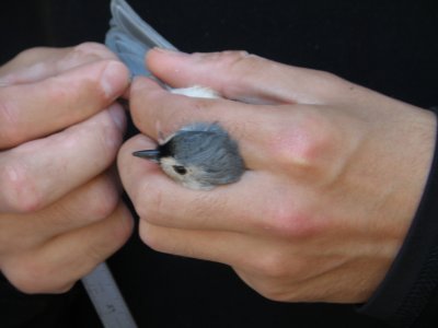 Titmouse ESVA 10-11 b.JPG