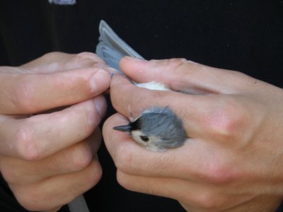 Titmouse ESVA 10-11 c.JPG