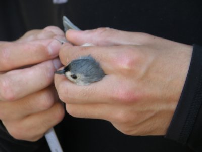 Titmouse ESVA 10-11 d.JPG