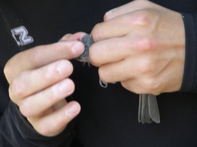 Titmouse ESVA 10-11 e.JPG