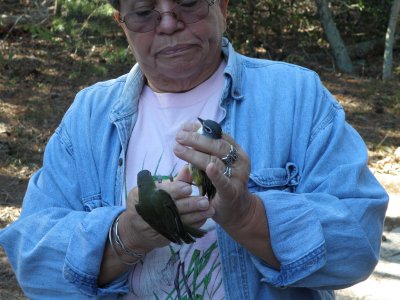 Vireos ESVA 10-11 c.JPG
