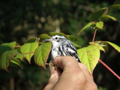 warbler B+W ESVA 10-11 d.JPG