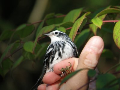 warbler B+W ESVA 10-11 e.JPG