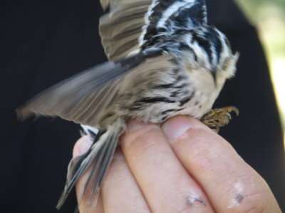 warbler B+W ESVA 10-11 g.JPG