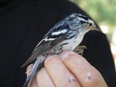 warbler B+W ESVA 10-11 h.JPG