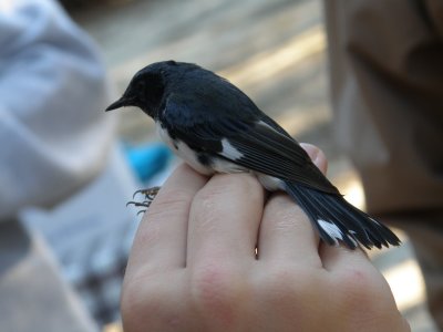 Warbler Black Throated Blue ESVA 10-11 b.JPG