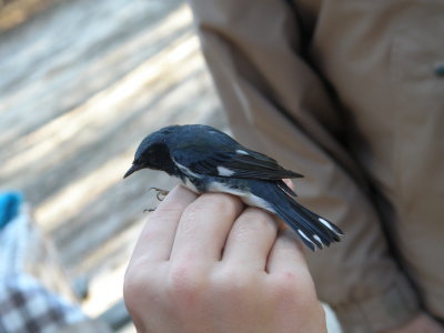 Warbler Black Throated Blue ESVA 10-11 c.JPG