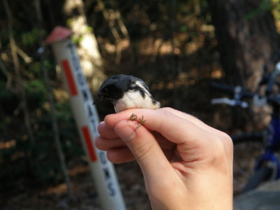 Warbler Black Throated Blue ESVA 10-11 d.JPG