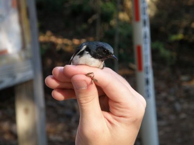 Warbler Black Throated Blue ESVA 10-11 e.JPG