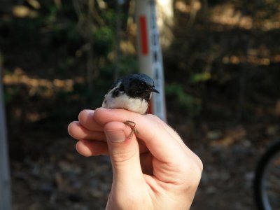 Warbler Black Throated Blue ESVA 10-11 f.JPG