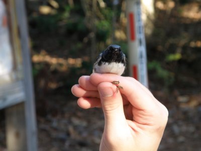 Warbler Black Throated Blue ESVA 10-11 g.JPG