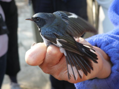 Warbler Black Throated Blue ESVA 10-11 i.JPG