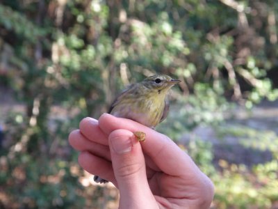 warbler Blackpoll ESVA 10-11 a.JPG
