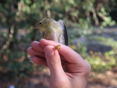warbler Blackpoll ESVA 10-11 b.JPG