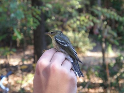 warbler Blackpoll ESVA 10-11 c.JPG
