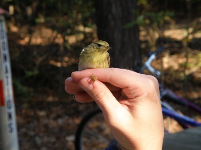 warbler Blackpoll ESVA 10-11 d.JPG