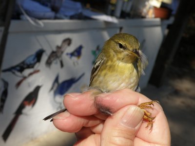 warbler Blackpoll ESVA 10-11 e.JPG