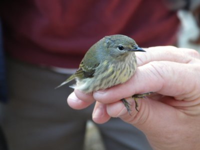 Warbler cape may ESVA 10-11 a.JPG