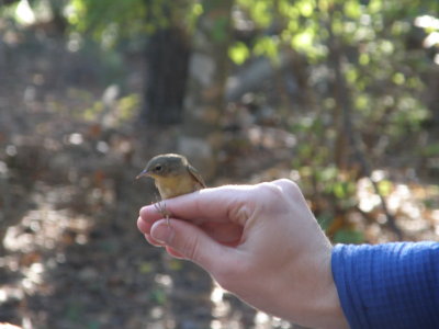 Warbler Common Yellow Throat ES VA 10-11 d.JPG