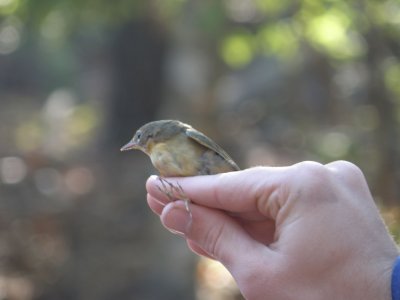 Warbler Common Yellow Throat ES VA 10-11 f.JPG