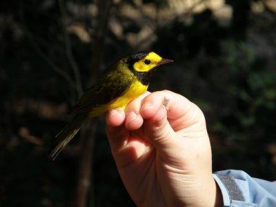 Warbler Hooded ESVA 10-11 a.JPG