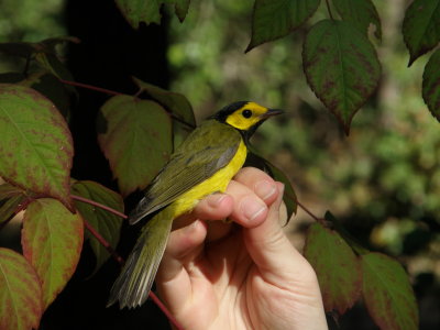 Warbler Hooded ESVA 10-11 b.JPG