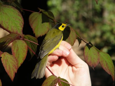 Warbler Hooded ESVA 10-11 c.JPG