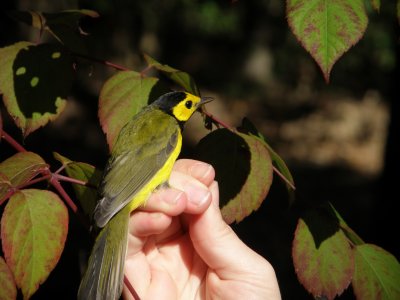 Warbler Hooded ESVA 10-11 d.JPG