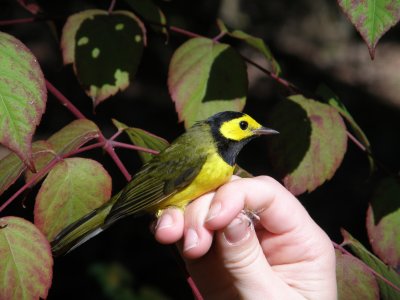 Warbler Hooded ESVA 10-11 g.JPG