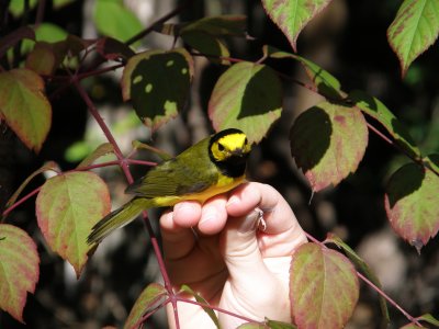 Warbler Hooded ESVA 10-11 h.JPG