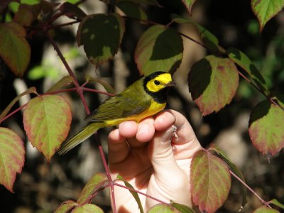Warbler Hooded ESVA 10-11 i.JPG