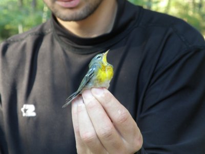 Warbler N. Parula ESVA 10-11 a.JPG