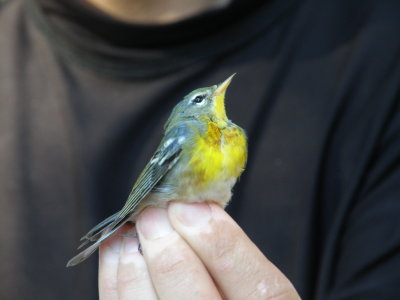 Warbler N. Parula ESVA 10-11 b.JPG