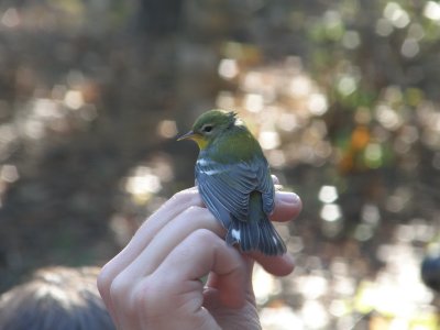 Warbler N. Parula ESVA 10-11 c.JPG