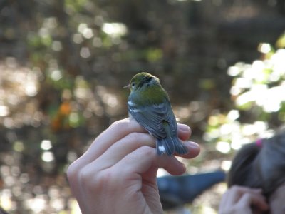 Warbler N. Parula ESVA 10-11 d.JPG