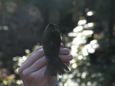 Warbler Ovenbird ESVA 10-11 c.JPG
