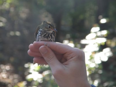 Warbler Ovenbird ESVA 10-11 d.JPG