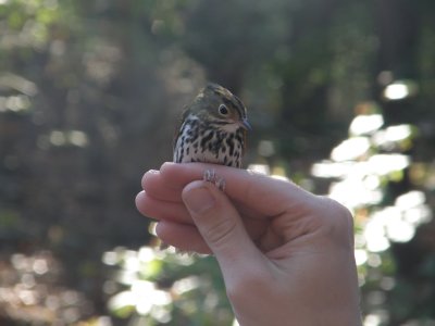 Warbler Ovenbird ESVA 10-11 e.JPG