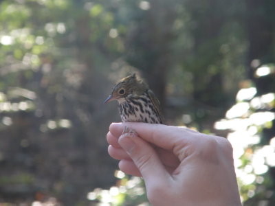 Warbler Ovenbird ESVA 10-11 g.JPG