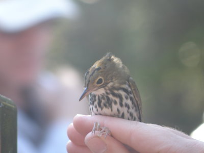 Warbler Ovenbird ESVA 10-11 h.JPG