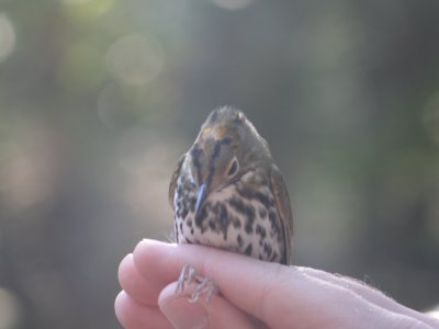 Warbler Ovenbird ESVA 10-11 i.JPG