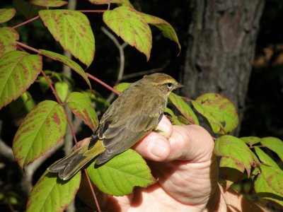 Warbler Palm yellow ESVA 10-11 e.JPG