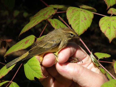 Warbler Palm yellow ESVA 10-11 h.JPG